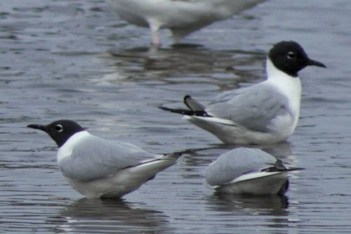 Bonaparte's Gull