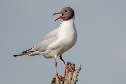 Black-headed Gull