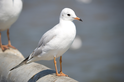 Black-headed Gull
