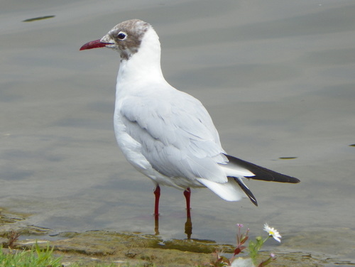 Black-headed Gull