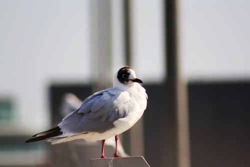 Black-headed Gull