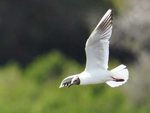 Black-headed Gull