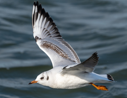 Black-headed Gull