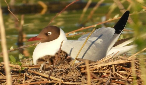 Black-headed Gull