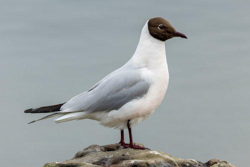 Black-headed Gull