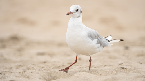Black-headed Gull