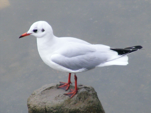 Black-headed Gull