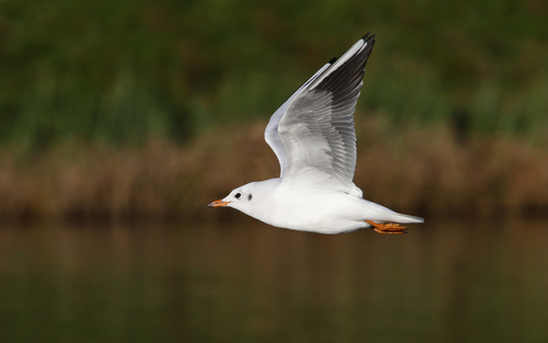 Black-headed Gull