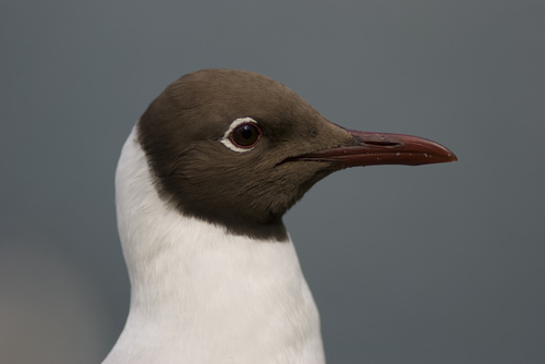 Black-headed Gull