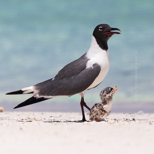 Laughing Gull