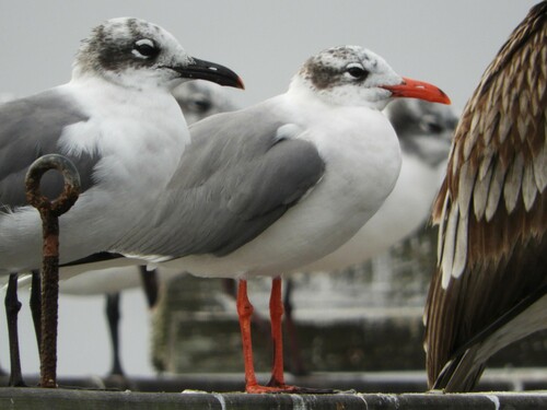 Laughing Gull