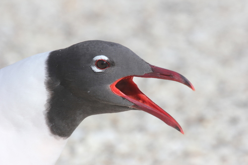 Laughing Gull