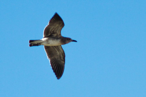 Laughing Gull