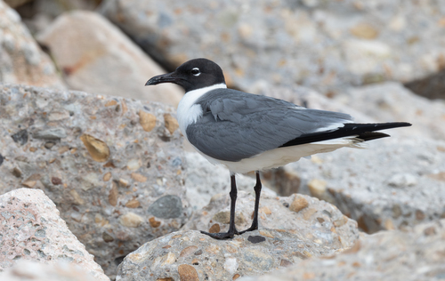 Laughing Gull
