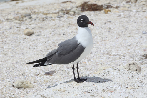 Laughing Gull
