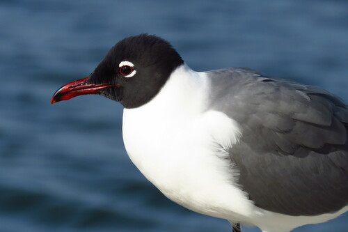 Laughing Gull
