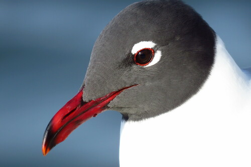 Laughing Gull