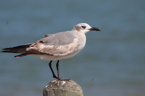 Laughing Gull