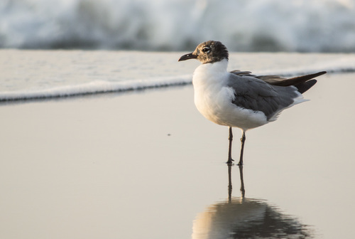 Laughing Gull