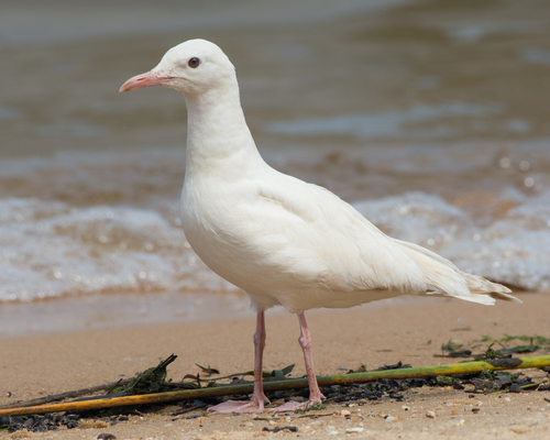 Laughing Gull