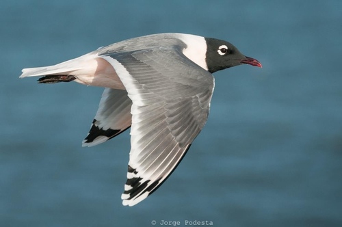 Franklin's Gull