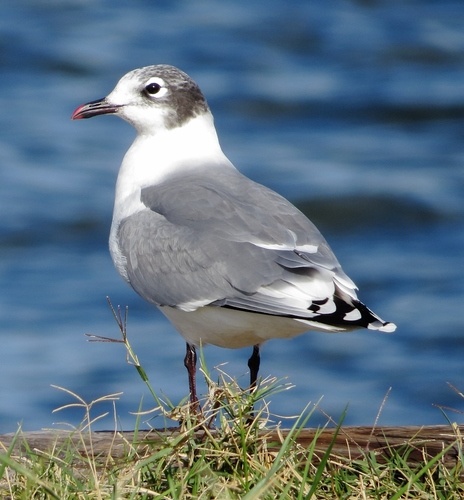 Franklin's Gull