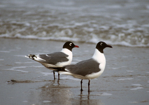 Franklin's Gull