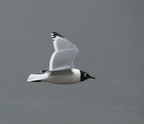Franklin's Gull