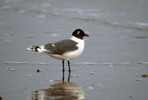 Franklin's Gull