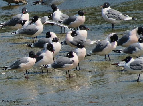Franklin's Gull