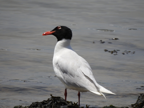 Mediterranean Gull