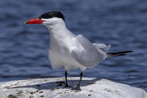 Caspian Tern