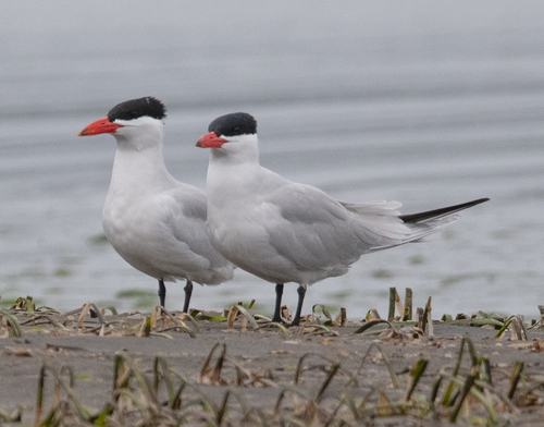 Caspian Tern