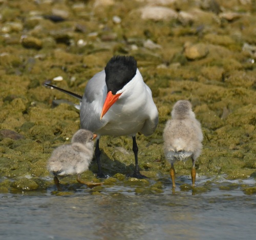 Caspian Tern