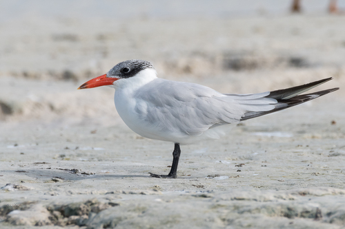 Caspian Tern