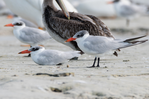Caspian Tern