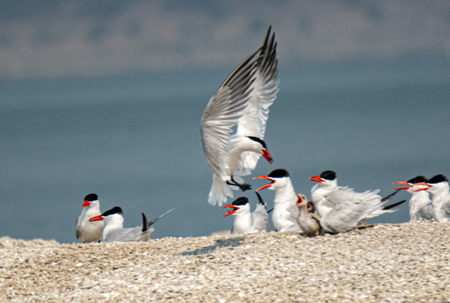 Caspian Tern