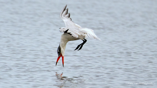 Caspian Tern