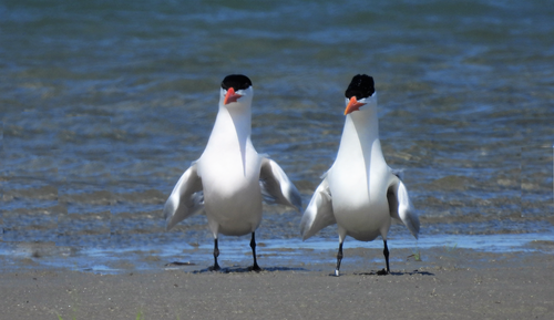 Caspian Tern