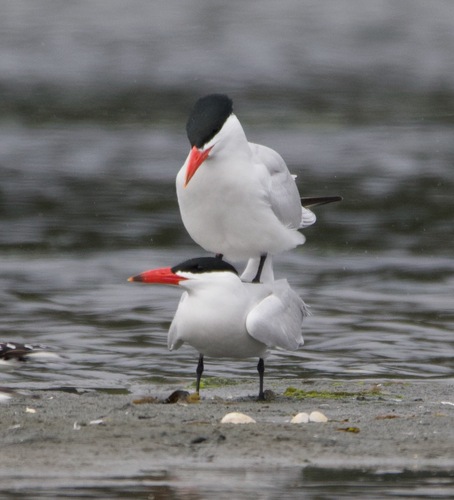 Caspian Tern