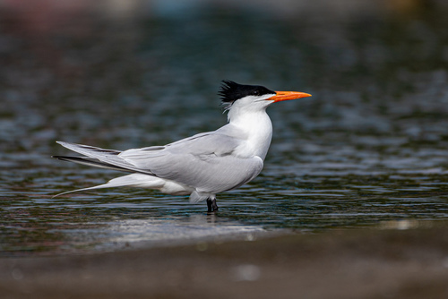 Royal Tern