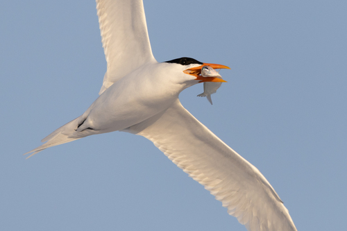 Royal Tern