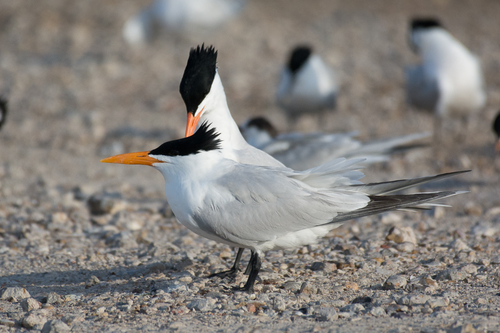 Royal Tern