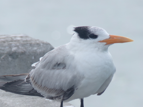 Royal Tern