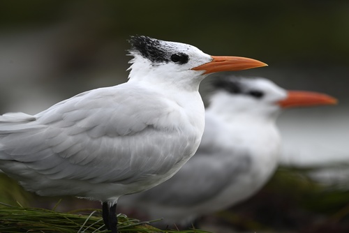 Royal Tern