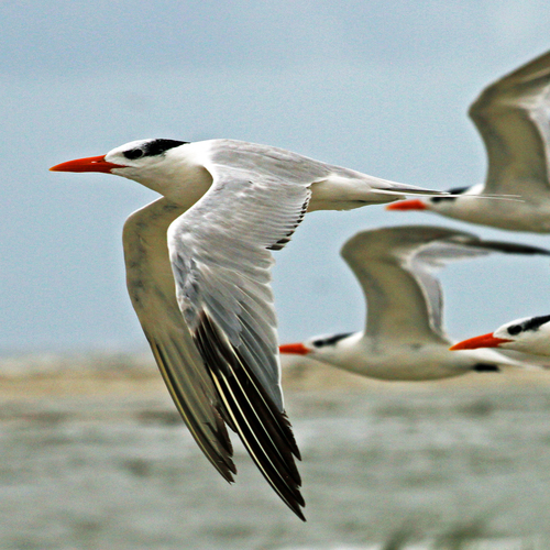 Royal Tern