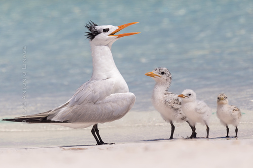 Royal Tern