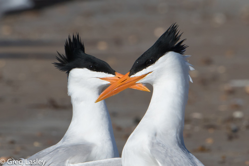 Royal Tern