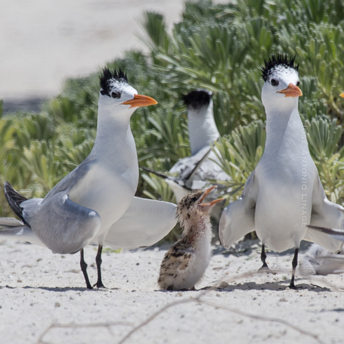 Royal Tern
