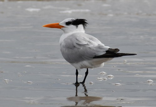 Royal Tern